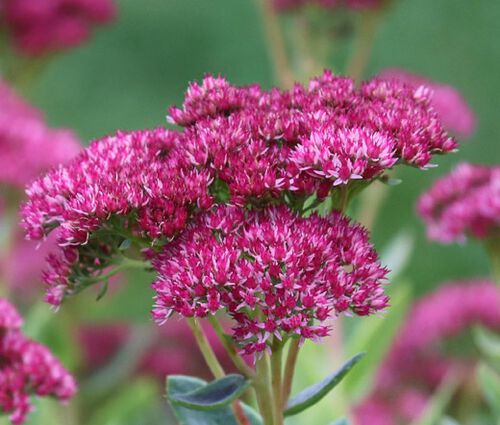 Sedum Stonecrop Pink Beacon Seeds - Hylotelephium Ussuriense