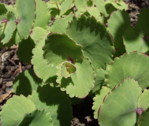 Sedum Stonecrop Pink Beacon Seeds - Hylotelephium Ussuriense 2