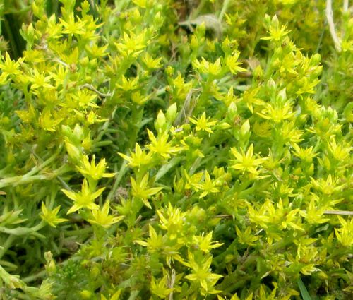Sedum Tasteless Stonecrop Seeds - Sedum Sexangulare