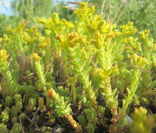 Sedum Tasteless Stonecrop Seeds - Sedum Sexangulare 3