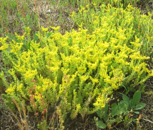 Sedum Tasteless Stonecrop Seeds - Sedum Sexangulare 2