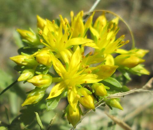 Sedum Ulleungdo Island Stonecrop Seeds - Sedum Takesimense