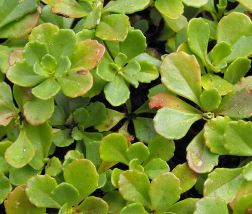 Sedum Ulleungdo Island Stonecrop Seeds - Sedum Takesimense 2