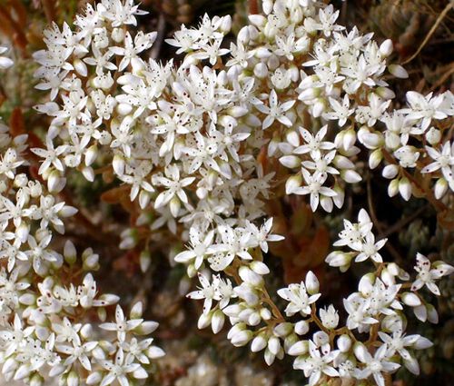 Sedum Oktoberfest Stonecrop Seeds - Sedum Acre