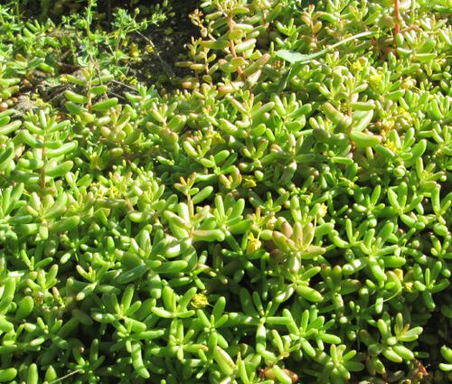 Sedum Oktoberfest Stonecrop Seeds - Sedum Acre 2