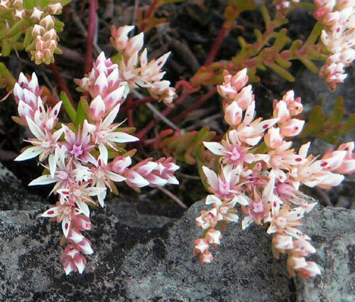 Sedum Widow's Cross Stonecrop Seeds - Sedum Pulchellum 2