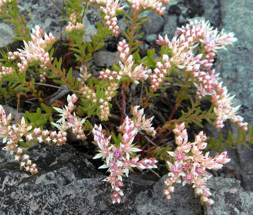 Sedum Widow's Cross Stonecrop Seeds - Sedum Pulchellum