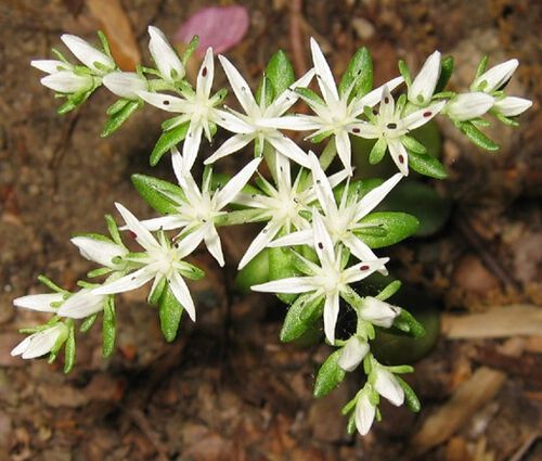 Sedum Woodland Stonecrop Seeds - Sedum Ternatum