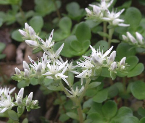 Sedum White Stonecrop Seeds - Sedum Album 2