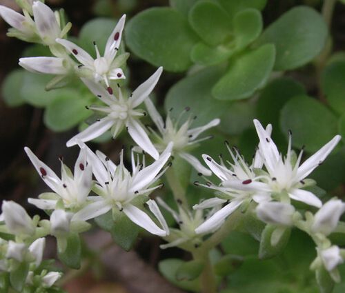 Sedum White Stonecrop Seeds - Sedum Album 3
