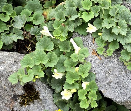 Snapdragon Creeping Seeds - Asarina Procumbens 3
