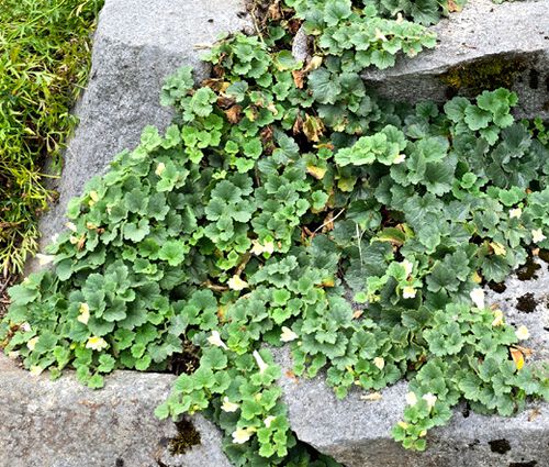 Snapdragon Creeping Seeds - Asarina Procumbens 2