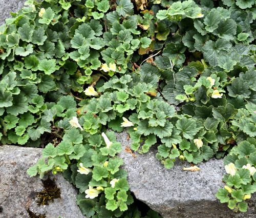 Snapdragon Creeping Seeds - Asarina Procumbens 1