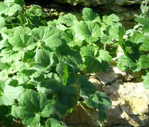 Snapdragon Creeping Seeds - Asarina Procumbens