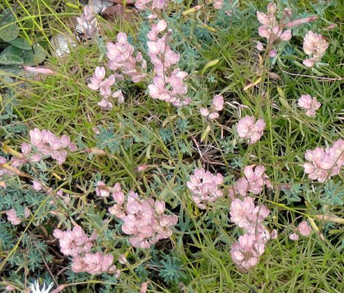 Stonecress Persian Seeds - Aethionema Grandiflorum