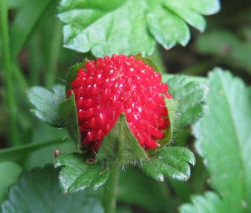 Strawberry Indian Seeds - Duchesnea Indica Tuttifrutti 2
