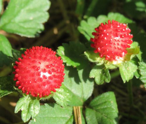 Strawberry Indian Seeds - Duchesnea Indica Tuttifrutti 3