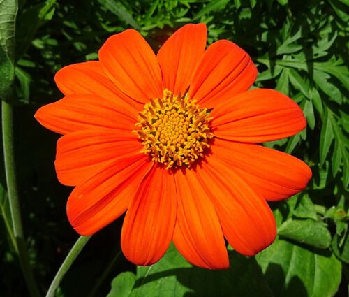 Sunflower Mexican Torch Seeds - Tithonia Rotundifolia