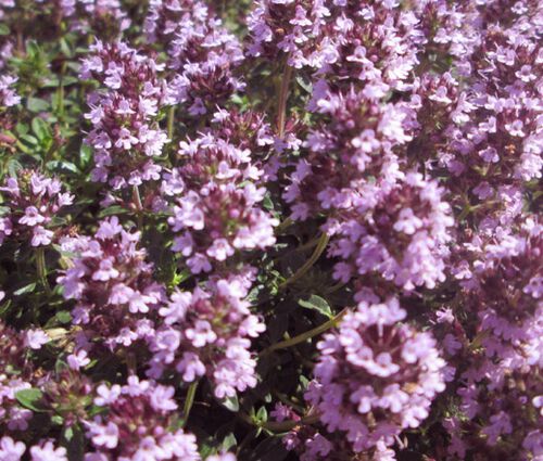 Thyme Mother of Thyme Seeds - Thymus Praecox
