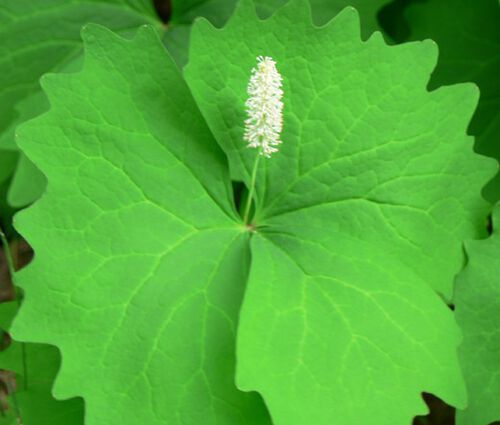 Vanilla Leaf Seeds - Achlys Triphylla