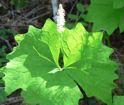 Vanilla Leaf Seeds - Achlys Triphylla 2