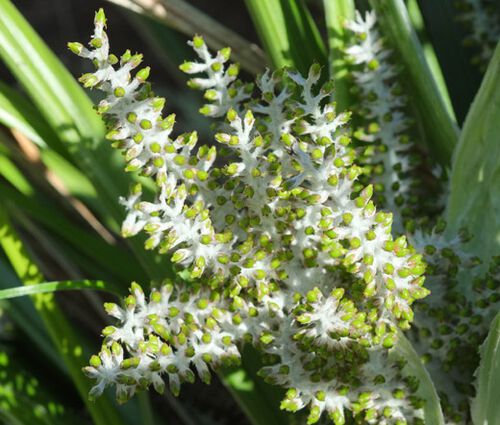 Astelia Shore Seeds - Astelia Banksii