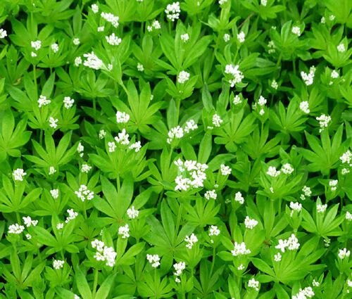 Woodruff Sweet Seeds - Galium Odoratum
