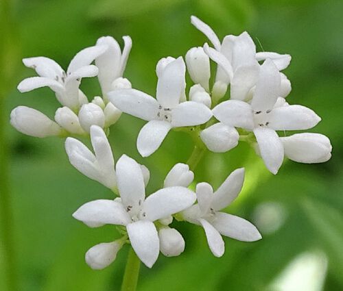 Woodruff Sweet Seeds - Galium Odoratum 2