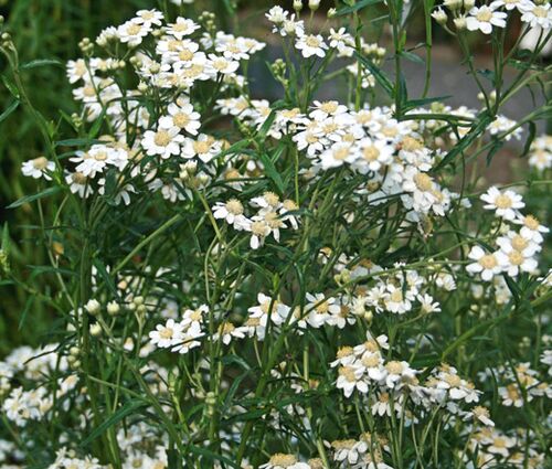 Yarrow Pearl Seeds - Achillea Ptarmica 2