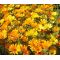 African Daisy Mix Seeds - Dimorphotheca Sinuata