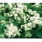 Ageratum White Seeds - Ageratum Mexicanum