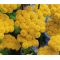 Ageratum Seeds - Yellow Lonas Inodora Seeds