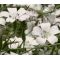 Agrostemma White Seeds - Agrostemma Githago Bianca