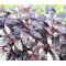 Alternanthera Purple Knight Seeds - Alternanthera Brasiliana