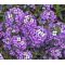 Alyssum Violet Queen Seeds - Lobularia Maritima
