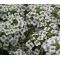 Alyssum Carpet of Snow Bulk Seeds - Lobularia Maritima