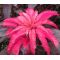 Amaranthus Seeds - Early Splendor Amaranthus Tricolor Seeds