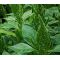 Amaranthus Green Thumb Seeds - Amaranthus Hypochondriacus