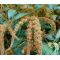 Amaranthus Hot Biscuits Seeds - Amaranthus Cruentus