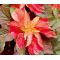 Amaranthus Illumination Seeds - Amaranthus Tricolor