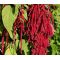 Amaranthus Love Lies Bleeding Red Seeds - Amaranthus Caudatus