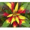 Amaranthus Perfecta Seeds - Amaranthus Tricolor