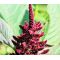 Amaranthus Pygmy Torch Seeds - Amaranthus Hypochondriacus