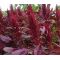 Amaranthus Red Spike Seeds - Amaranthus Cruentus