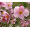 Anemone Pink Saucer Seeds - Anemone Hupehensis