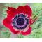Anemone Red Seeds - Anemone Multifida Rubra