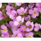 Arabis Wall Rock Cress Pink Seeds - Arabis Alpina Caucasica Rosea