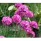 Armeria Sea Pink Seeds - Armeria Maritima Splendens