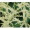 Aruncus White Seeds - Aruncus Dioicus