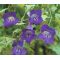 Asarina Climbing Snapdragon Violet Seeds - Asarina Scandens